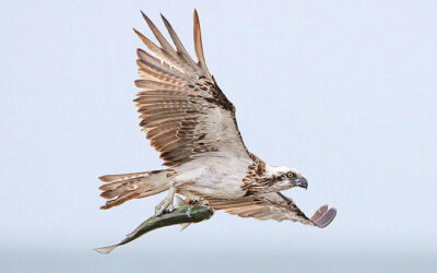 Adelaide Bird Sanctuary | SA’s hidden gem for birders