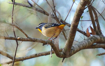 Birdwatching in Belair National Park