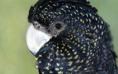 Glossy Black Cockatoo on Kangaroo Island