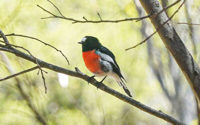 Birdwatching on Kangaroo Island: my 1 week of birding